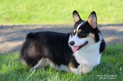 North Fork Ranch's Winston Churchhill (Winston)