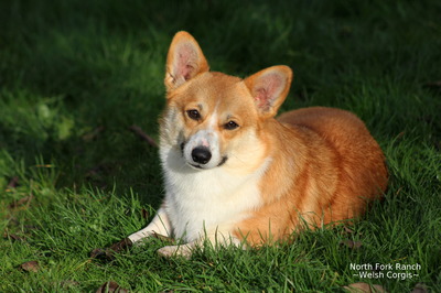 North Fork Ranch Cordelia (Cora)